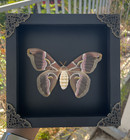 Real Mounted Moth Taxidermy Collection Framed Butterfly Insect Display Art