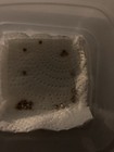 10 2 Live Fertile  Polyphemus Moth Eggs  wild Fly In 