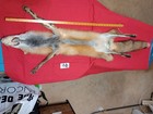 Tanned Red Fox Pelt With Feet Claws  Thick Winter Fur Good Leather Nice Coloring