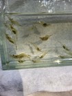 25 Live Mississippi Grass Shrimp