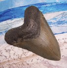 Megalodon Shark Tooth 4 5 8 Sharks Teeth Large Jaw Classic Fossil Real Serrated