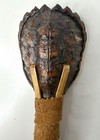 Iroquois Snapping Turtle Shell Native American Indian Rattle Vtg Taxidermy 8   