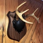 8 Point Whitetail Deer Antler Mounted Plaque Taxidermy