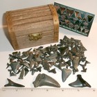 Shark Tooth Treasure Chest With Megalodon Great White And Over 100 Sharks Teeth