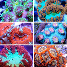 Coral Frag Value Pack   Multiple Sizes To Choose From  Click To See Them All 