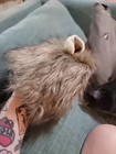 Funny Cute Lion Mane Costume For Small Cat Or Dog Pet Clothes Party Fancy Dress