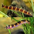  2 Pack - Striped Kuhli Loach Live Freshwater Aquarium Tank Fish