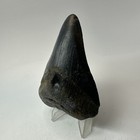 Megalodon Shark Tooth 3 64 Inch - Black - Thick Fossil - Lower Jaw Real 20228