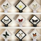 Real Butterfly Specimens  Butterfly Specimens Of Different Colors And Styles    