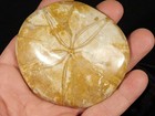 Larger  Polished 150 Million Year Old Sand Dollar Fossil Madagascar 136gr