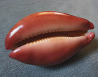 Cypraea Mappa 66mm F    W  Glazed But Unusual Red Base  Wow   