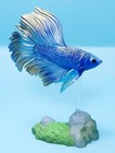 Stasto Blue   Yellow Halfmoon Betta Siamese Fighting Fish Figure Us Seller New