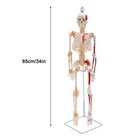 34  Half Life Size Human Skeleton Model For Doctors  Office Or Anatomy Classroom