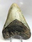 5 Inch Real Megalodon Shark Tooth Big Fossil Giant Genuine Prehistoric Teeth Meg