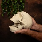Neanderthal Skull Lifesize Replica     Human Ancestor     Scientific 3d Print Model