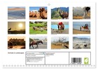 Animals In Landscapes  monthly Wall Calendar 2026 16 5 X 23 4  open    Calvendo 