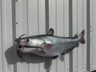 31  Blue Catfish Full Mount Replica - Quick Production