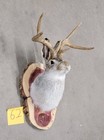 New Jackalope Mount taxidermy deer Mount antlers craft hunting art fishing gift