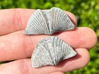Canada Fossil Brachiopods Lot Of 2 Mucrospirifer Devonian Age Widder Formation