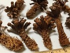 15 Fall Harvest Trees
