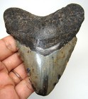Megalodon Shark Tooth Real Fossil - 3 82    Authentic Shark Teeth No Restoration
