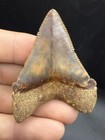 Museum Grade Peruvian Chubutensis Shark Tooth 2 39    No Repair Or Restoration