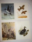 Lot Of 16 Full Color Vintage Virginia Wildlife Magazine Cover Reprints