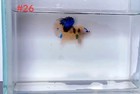 Betta Nemo Multi Male Live Fish High Quality 26