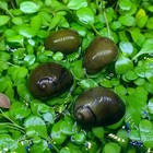 3 Olive Nerite Snails Freshwater Snails