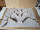 Lot Of 3 Matching Sets Of Whitetail Deer Antlers 