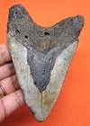 Megalodon Shark Tooth - Real Fossil - Shark Teeth - 4 12    - Natural Megladone