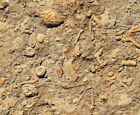Large Fossil Slab Plate   13x12    Crinoids Coral Sponge Bivalve Brachiopod   Us