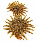 6 Beautiful Brown Multileg  sunflower  Starfish 4-6  Beach Crafts Ocean Decor
