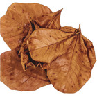 Dried Indian Almond Leaves Terminalia Catappa Ketapang Kottamba For Aquarium Use