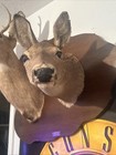 Deer Mount Buck And Doe 