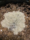 Live White Worm Worms Starter Healthy Culture Fish frog newt Food Free Shipping