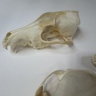 Lot Of 3 Real Damaged Coyote Raccoon Skull Tops Taxidermy Cleaned Witchy  4146