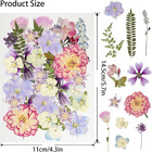 50pcs Dried Pressed Flowers Resin Mould Real Pressed Flowers Natural Dry Leaves