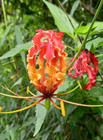 10 Bulbs Gloriosa Superba Gloriosa Lily Flame Lily Fire Lily Tiger Claw Plant