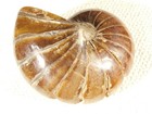 Big Very Rare  100  Natural Polished Cretaceous Era Nautilus Fossil 488gr