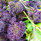 Purple Sprouting Broccoli Seeds  Heirloom  150 Seeds  Winter Garden Seeds