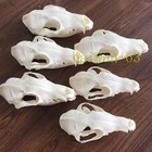 New 10pcs Real Fox Skull Taxidermy Real Bone Skeleton Halloween Decoration Gift
