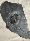 Horseshoe Crab Flintstone Fossil 252 To 445 Million Years Old  Great Condition 
