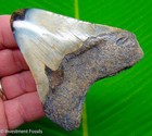 Megalodon Shark Tooth Real Fossil 3 27    No Restorations Sharks Teeth