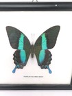Papilio Blumei Blue Green Swallowtail Butterfly Indonesia W specimen Frame
