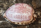 Vtg 1970 s Hand-carved 4  Tiger Cowrie Shell Scrimshaw Art Bar Harbor  Maine