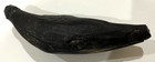 Large Whale Tooth Fossil 5 88  Weight 10 3 Oz   Low Country South Carolina River