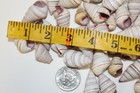 Unique Seashells For Crafting Mothers Day Gift   Rainbow Colors - Ss-148