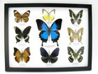 9 Beautiful Butterflies In Xl Showcase  Framed  Real Taxidermy - A-09-ulysses-07