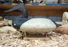 Will Heverin   1860-1951  Canvasback Drake Decoy